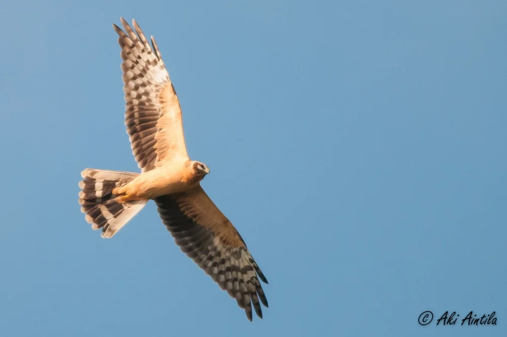 Pallid Harrier. Photo by Aki Aintila.
