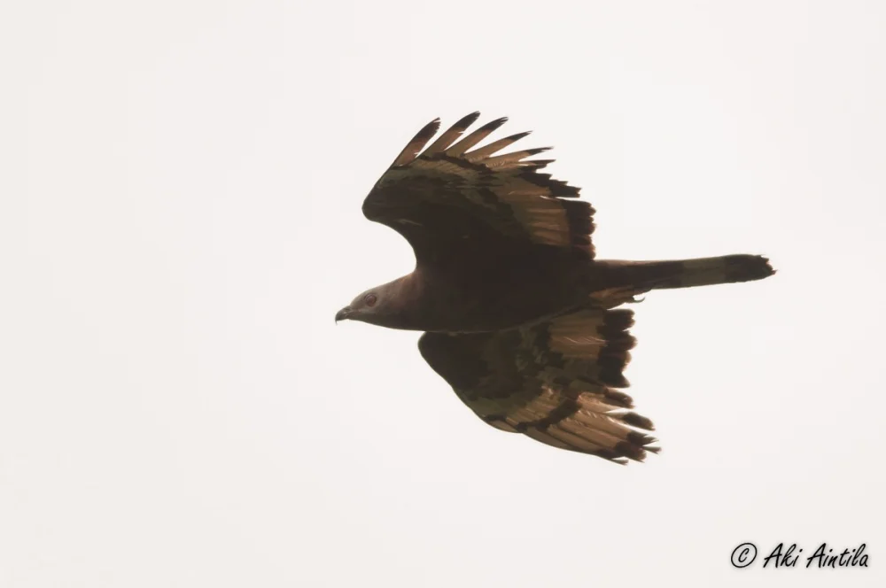 Possible Hybrid Pernis . Photo by Aki Aintila.