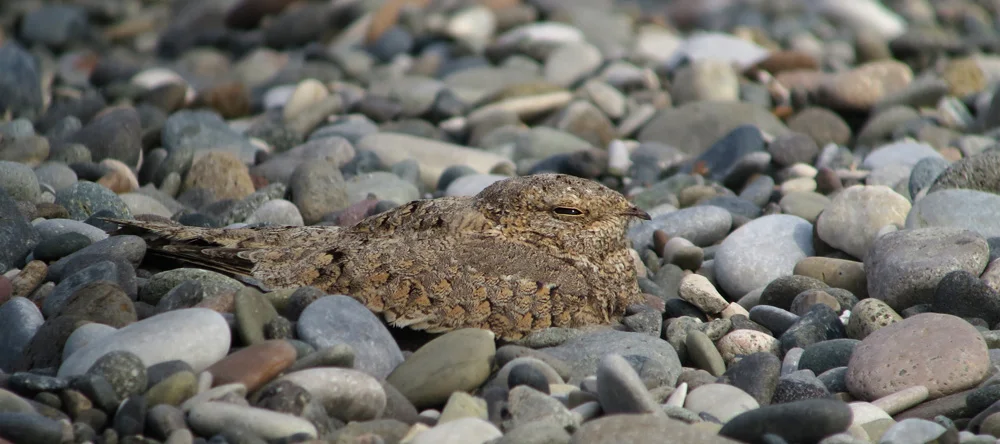 Egyptian Nightjar. Photo by Simon Cavaillès.