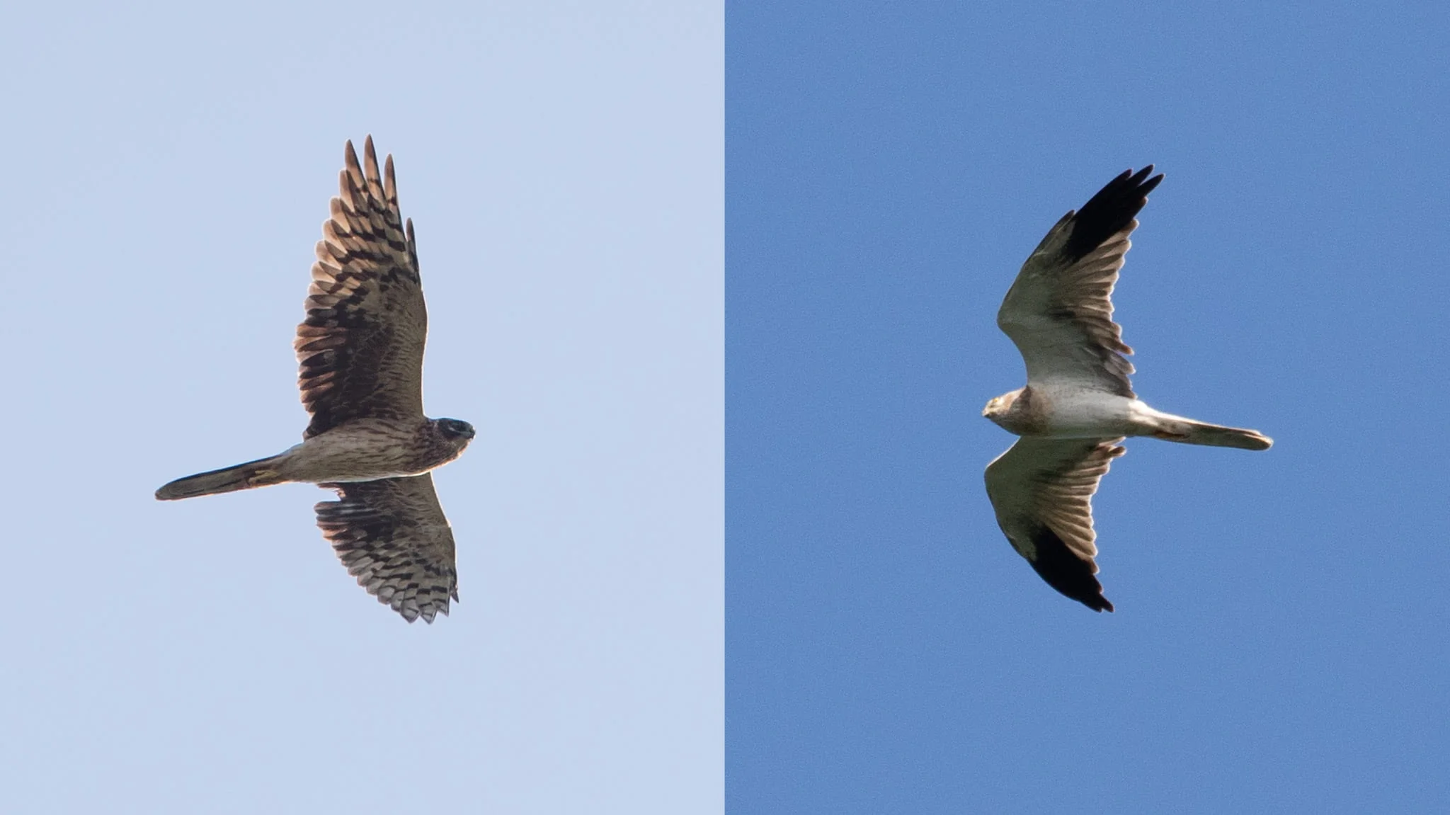 Immature Pallid female (left) and immature Pallid male (right). Photos by Frits Hoogeveen (left) and Bart Hoekstra (right).
