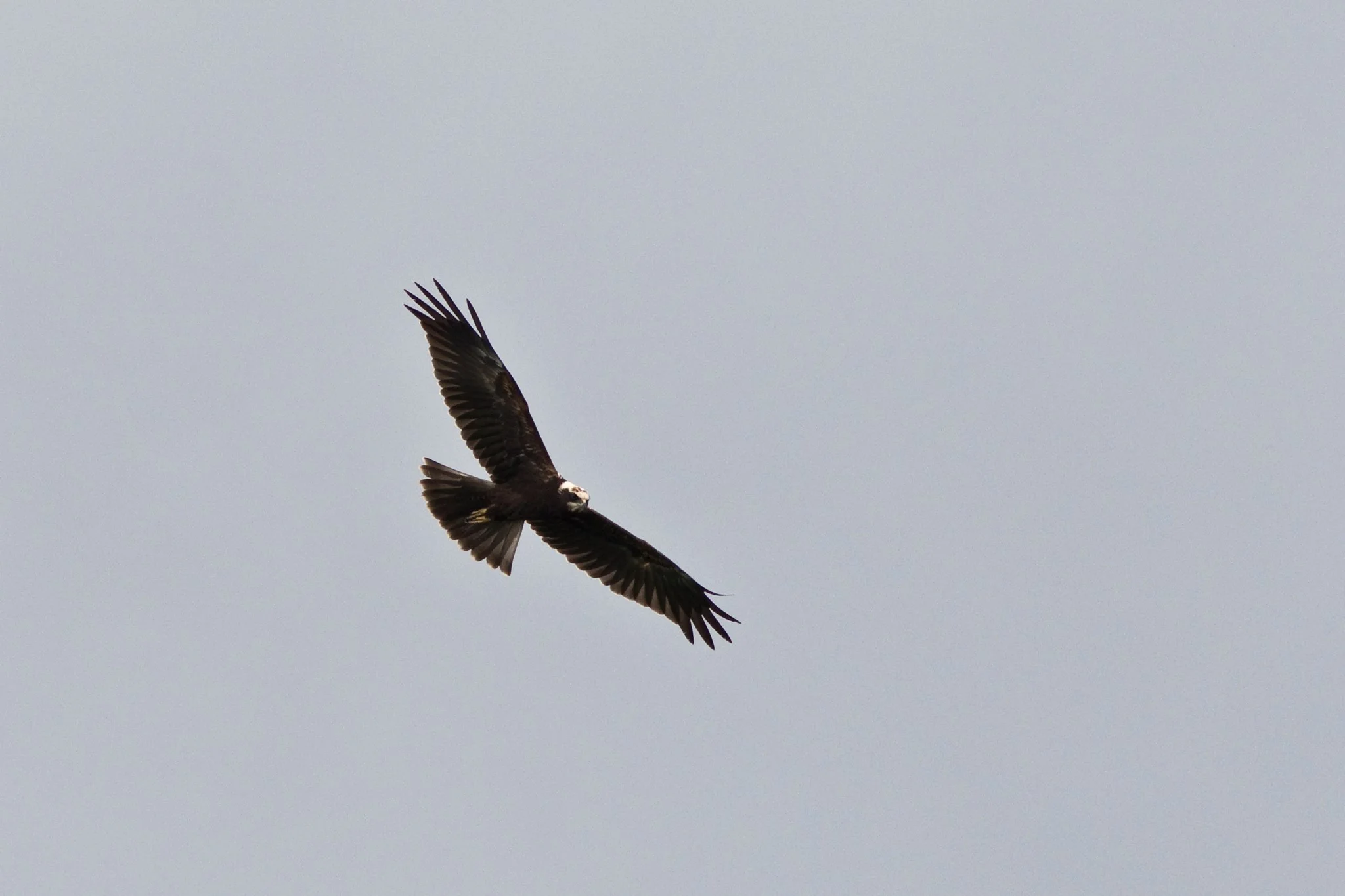 The more Marsh Harriers you see, the more you appreciate them. Photo by Triin Kaasiku.