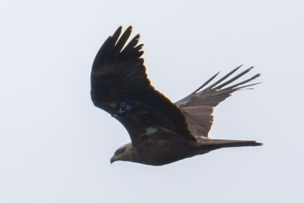 Black kite with wingtags spotted