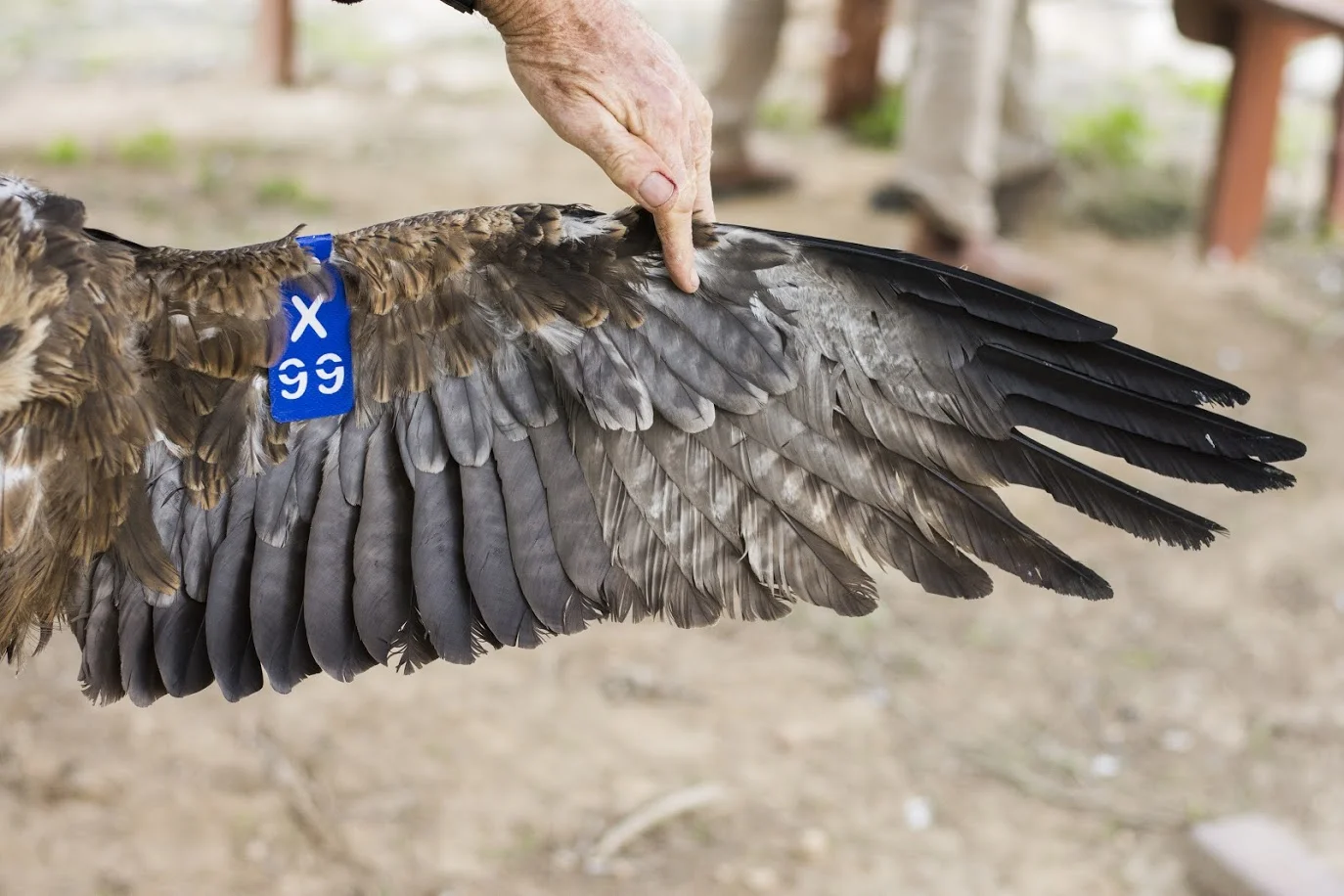 Daniel Berkowic - Israel Bird Ringing Center, Dudaim Recycling Center and Tel-Aviv University School of Zoology