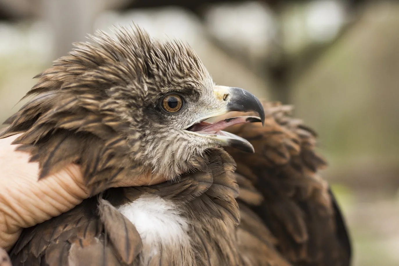 Daniel Berkowic - Israel Bird Ringing Center, Dudaim Recycling Center and Tel-Aviv University School of Zoology