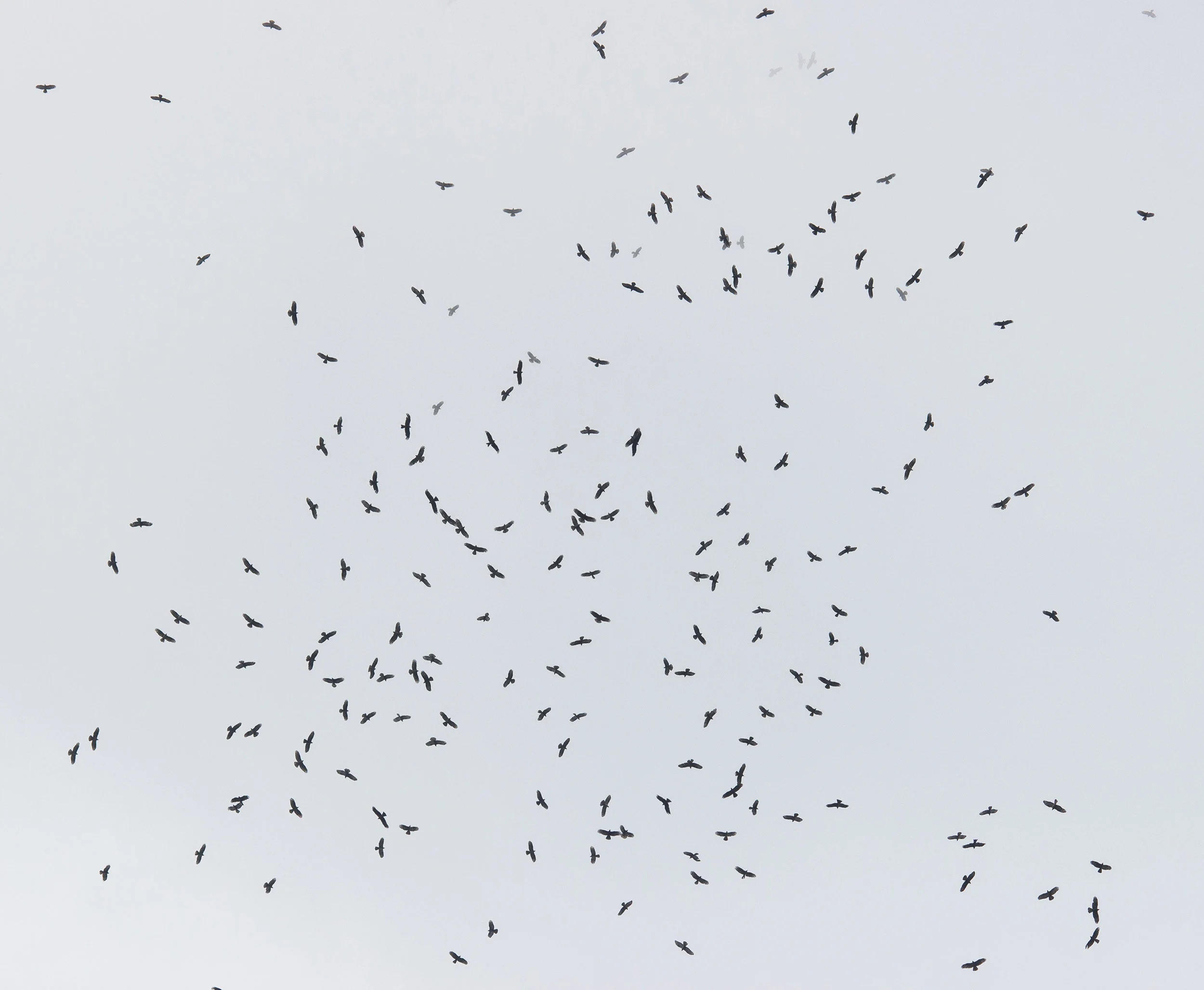 A massive kettle of Honey Buzzards and Black Kites. Photo by Tohar Tal.
