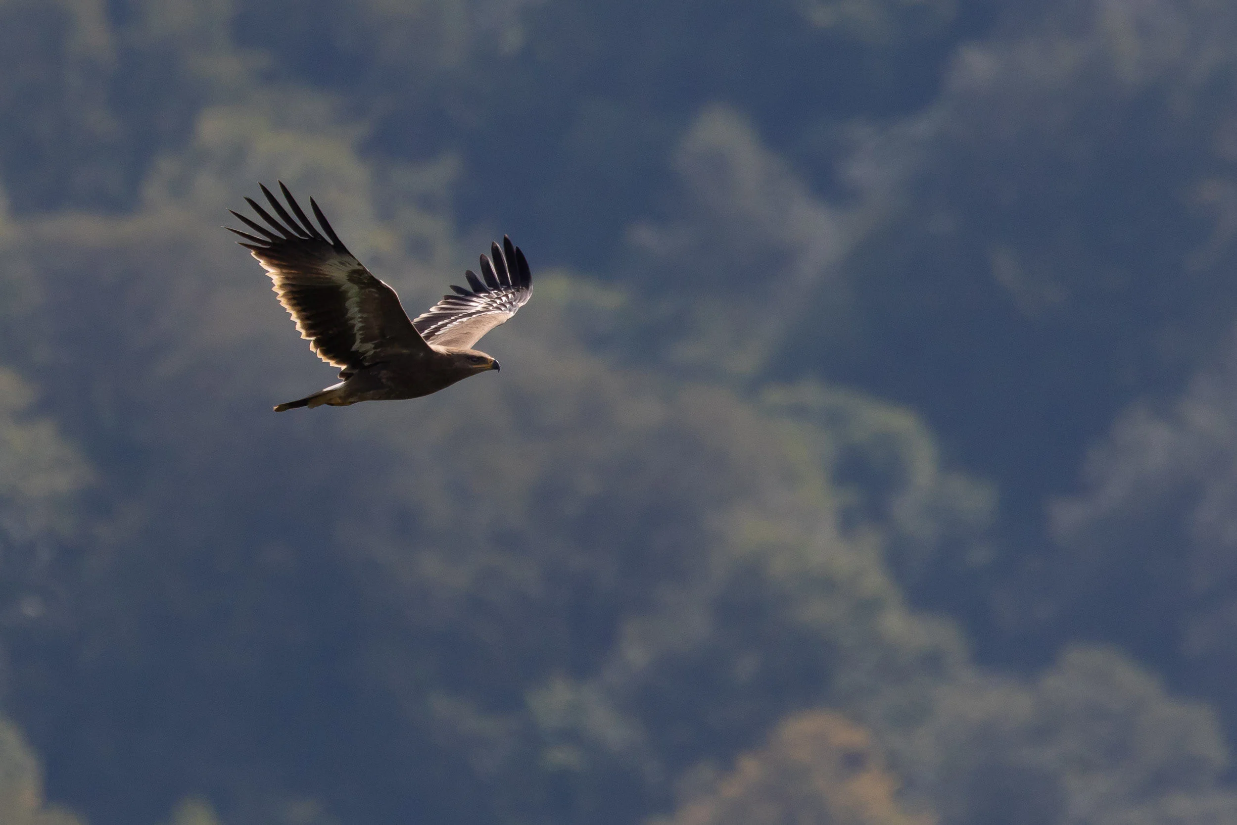 Juvenile Steppe Eagle in front of Little Ginger. Photo by Bart Hoekstra.