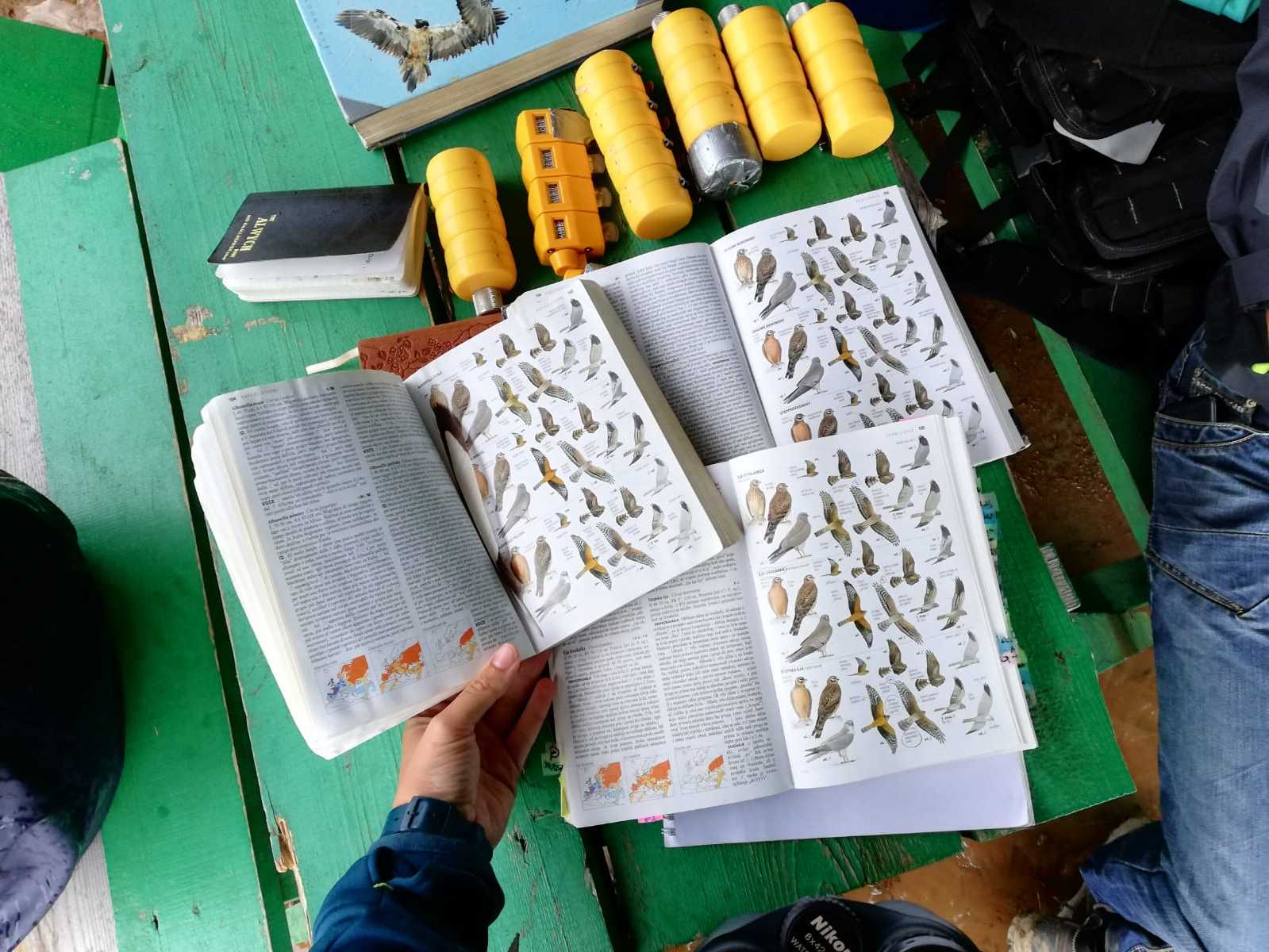 BRC is: bird guides in many different languages. Photo by Maja Mikulec.