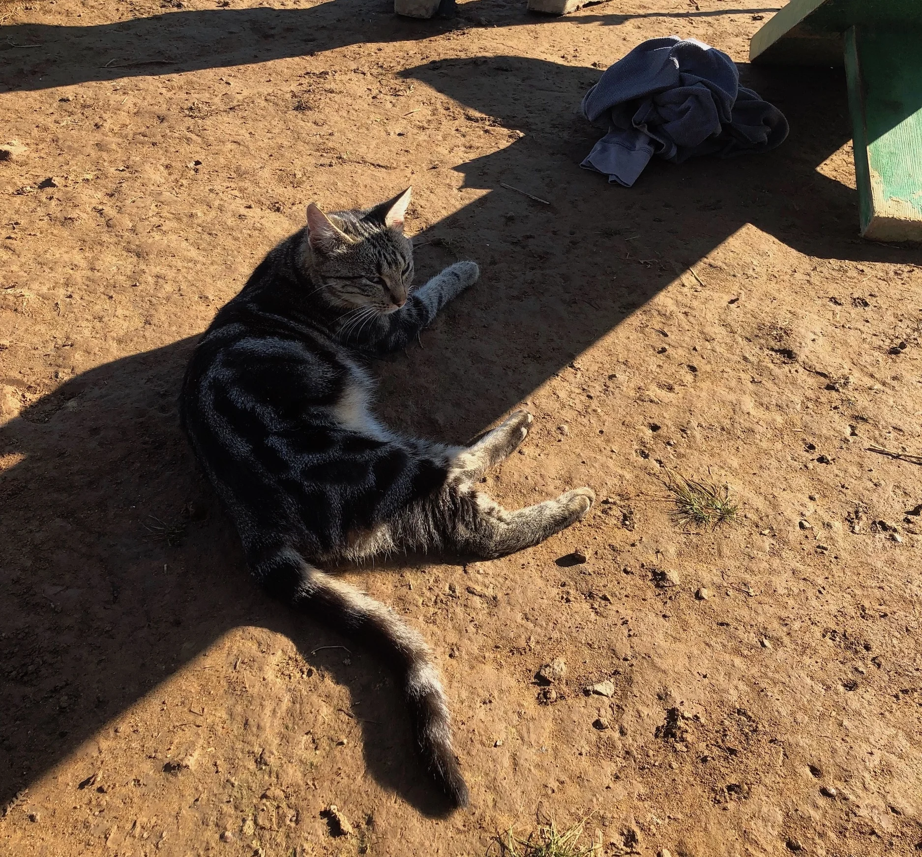 This year we not only had a station dog, but also a station cat! Photo by Bart Hoekstra.