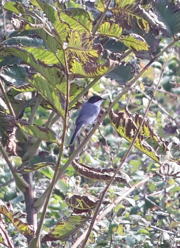 Sardinian Warbler at Chorokhi Delta on 10th of October. Photo by Jos Koopman.