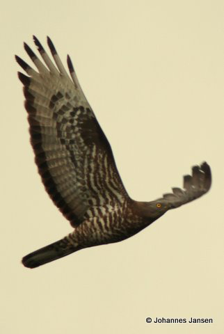 An adult Honey Buzzard makes it’s way south…