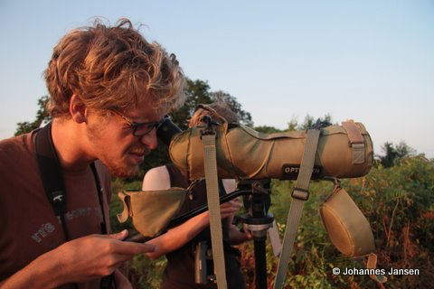 Determining age of Honey Buzzards is done carefully. After a while however, it might lead to a case of scope-eye...