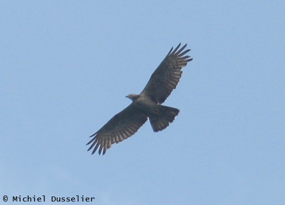 Adult female Crested Honey Buzzard - Pernis ptilorhynchus - Batumi, Sept 10th 2010
