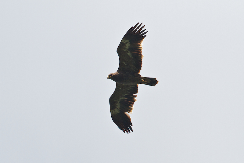 Steppe Eagles - Aquila nipalensis - like this immature bird are always an impressive sight - Photo by Freek Verdonckt