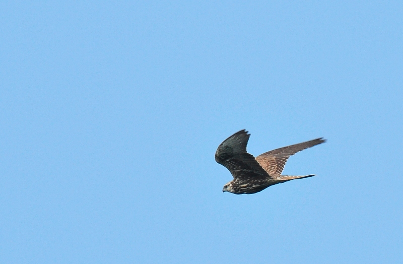 Saker Falcon - Falco cherrug - Photo by Jan Ranson