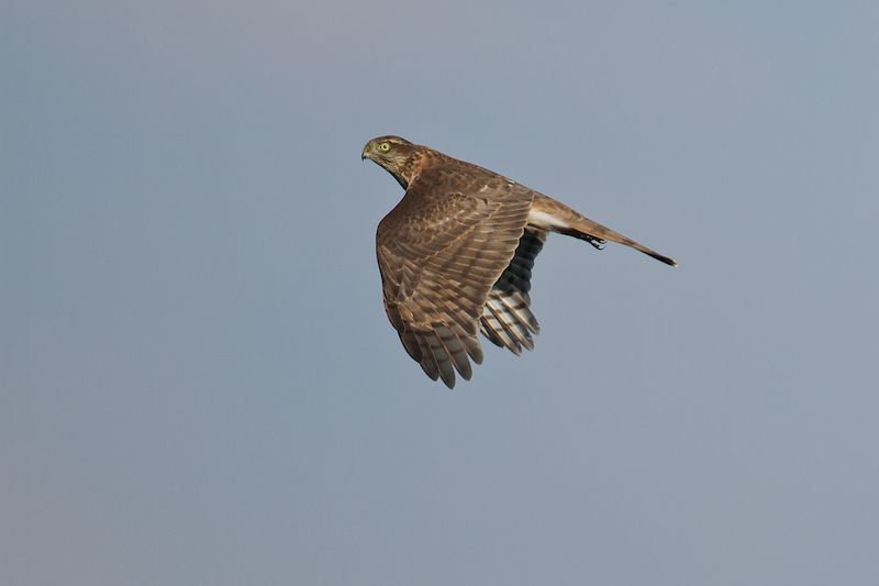 Many hundreds of Sparrowhawks are currently entertaining our counters in Batumi - Photo by Freek Verdonckt