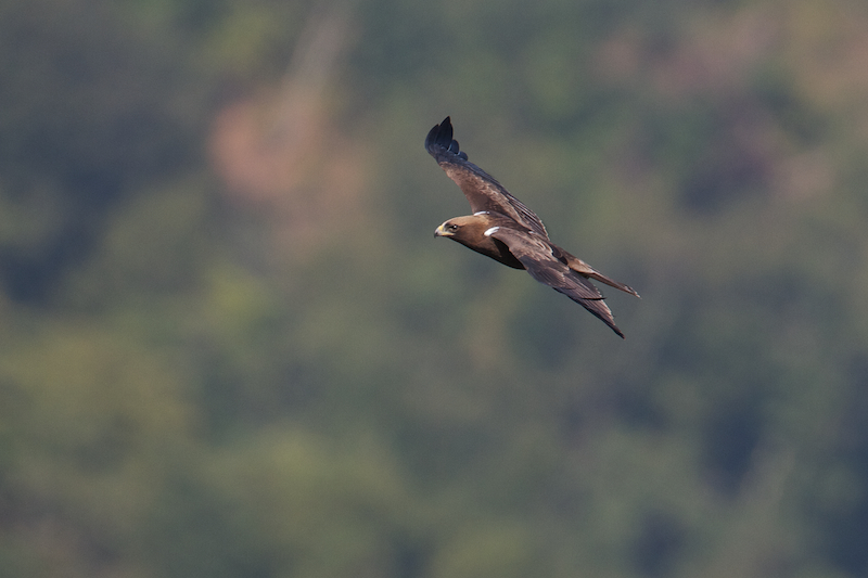Even the dark phase of Booted Eagle - Aquila pennata - is often distinguished from far away by the clear presence of the diagnostic ´landing lights´ on it´s shoulders. We should currently be seeing the last individuals of this species in Batumi - Photo by Freek Verdonckt