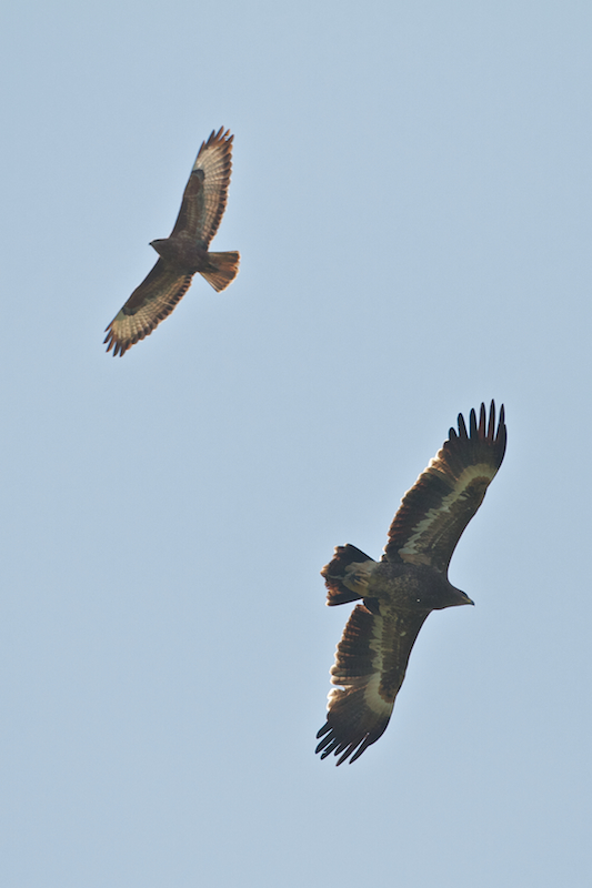 Steppe Eagle - Aquila nipalensis - with a Steppe Buzzard - Buteo buteo vulpinus - Photo by Freek Verdonckt