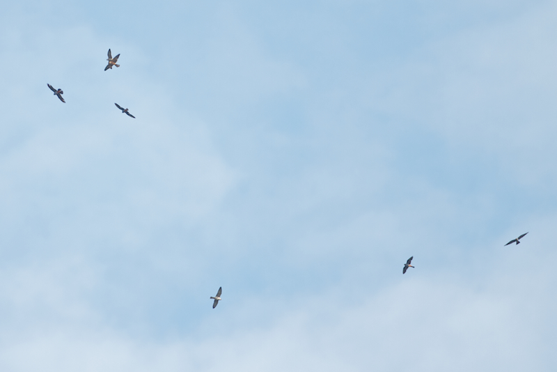 An adult male, adult female and part of a flock of Red-footed Falcons. About 1,500 were seen on a single day. Photos by Freek Verdonckt