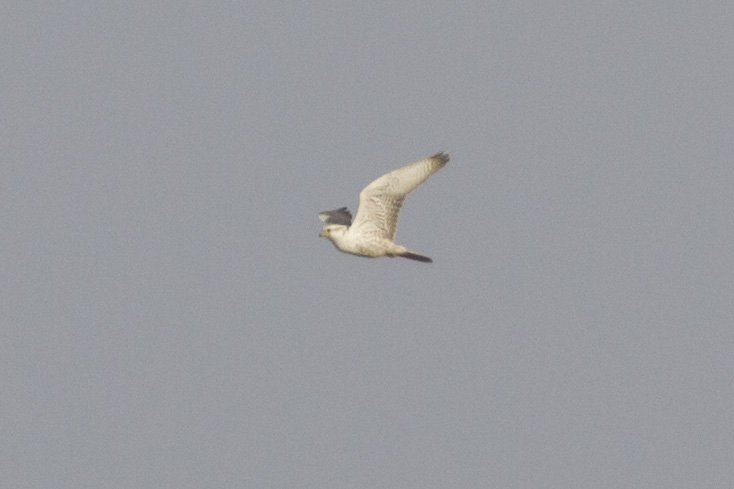 Record shot of one of the very Pale Saker Falcons (Thomas Luiten)