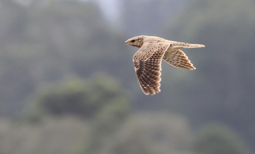 Egyptian Nightjar. Photo by Simon Cavaillès.