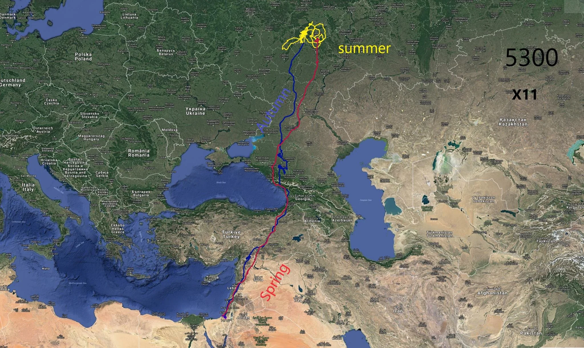 GPS track of one of Daniel Berkowic’ Black Kites, clearly showing that birds wintering in the Negev could end up moving through the Batumi bottleneck on spring and autumn migration.