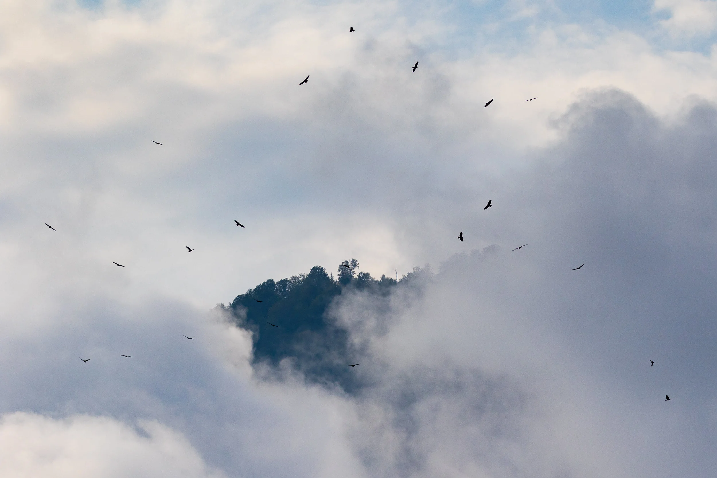 20180922-Steppe Buzzards in the clouds-001-Web.jpg