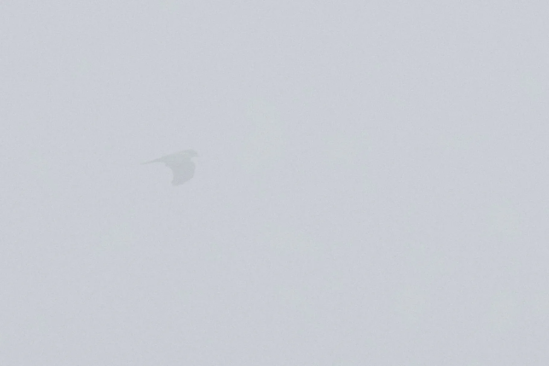 We proudly present the record-breaking 1,422,172nd bird of the season: a juvenile Black Kite flying through the fog east of Station 1. Photo by Bart Hoekstra.