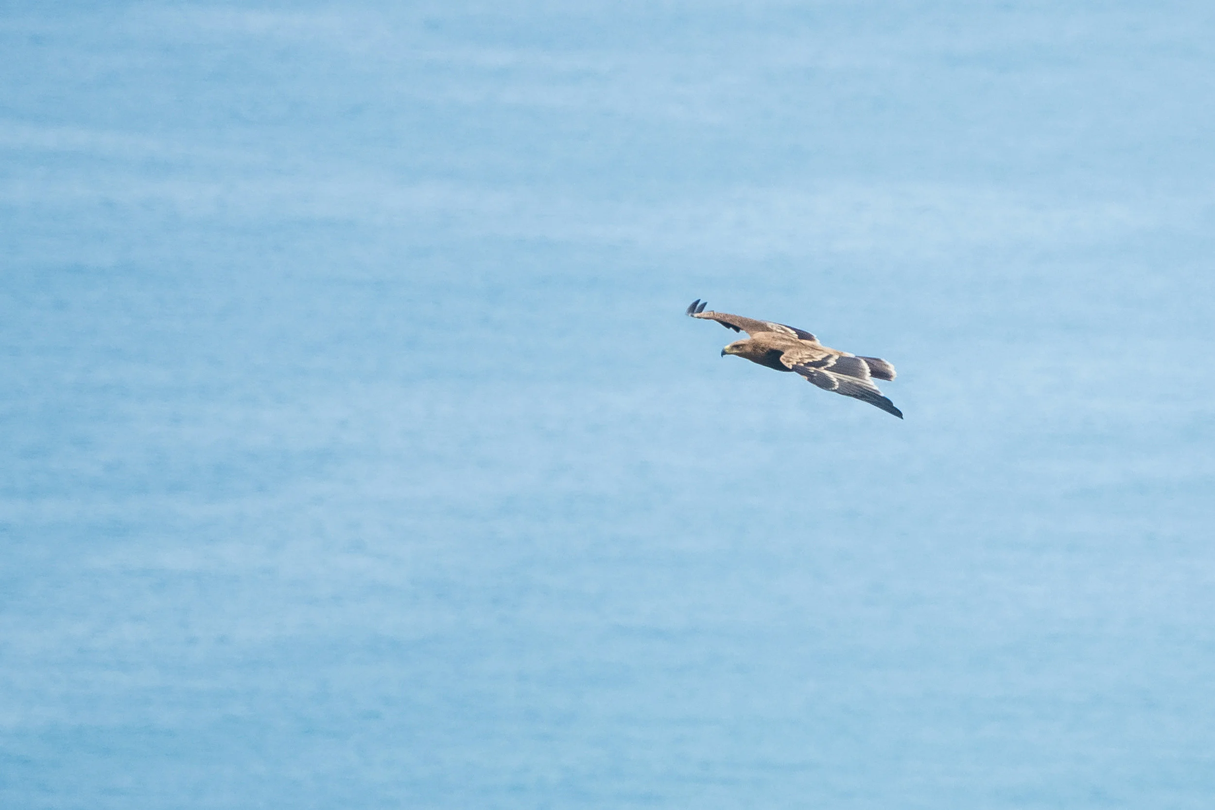 A juvenile Imperial Eagle passing Station 1 low and close. Photo: Juho Jolkkonen.