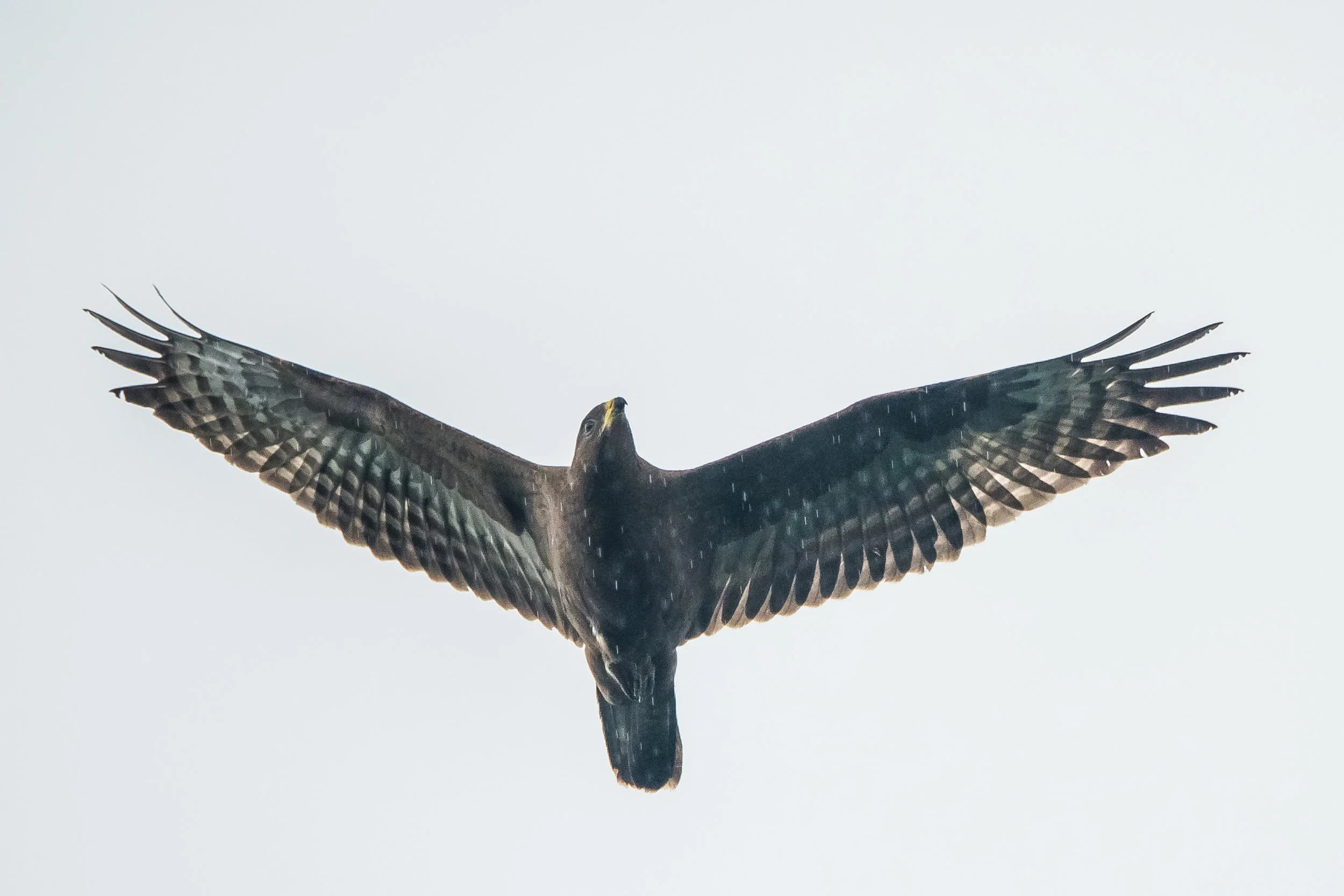 Juvenile Honey Buzzard in rain. Photo: Juho Jolkkonen.