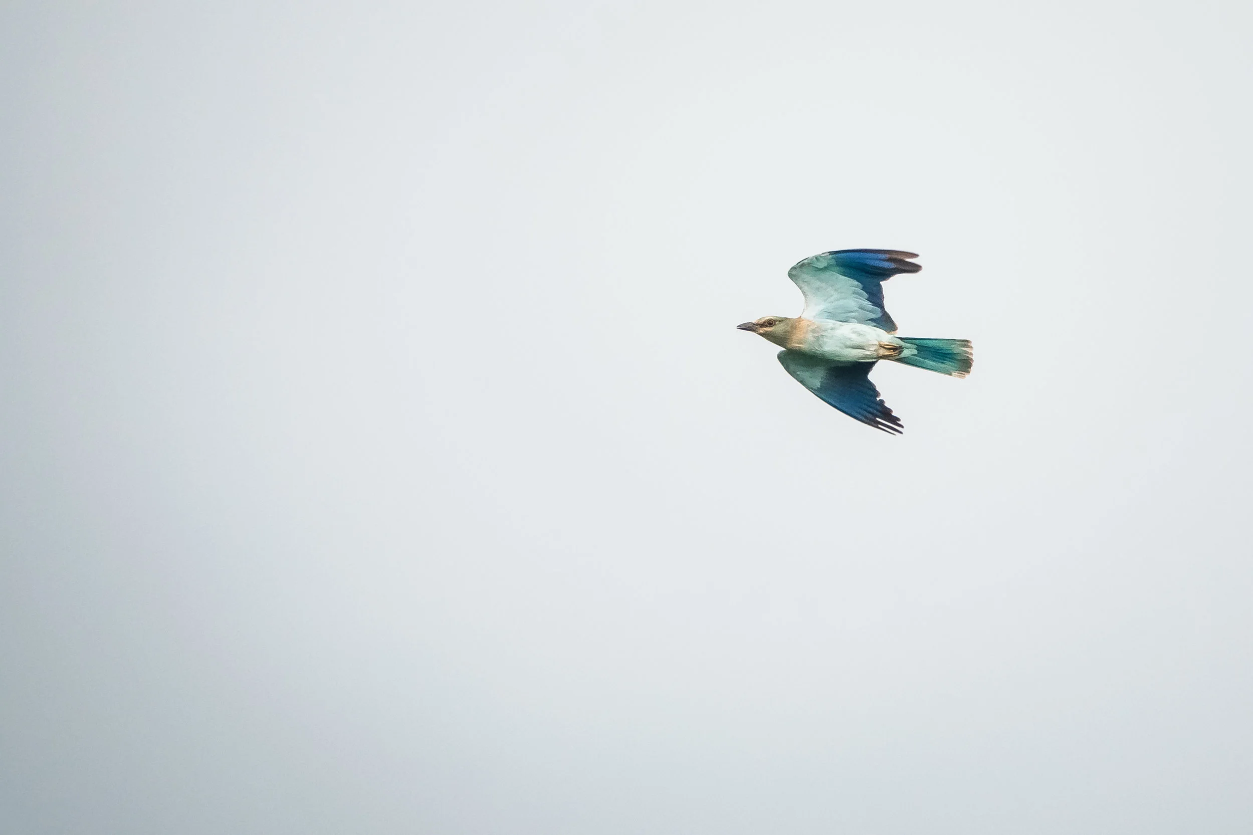 If you wear blue in the end of August or early September, you can be quite sure a roller will pass soon. Photo: Juho Jolkkonen.
