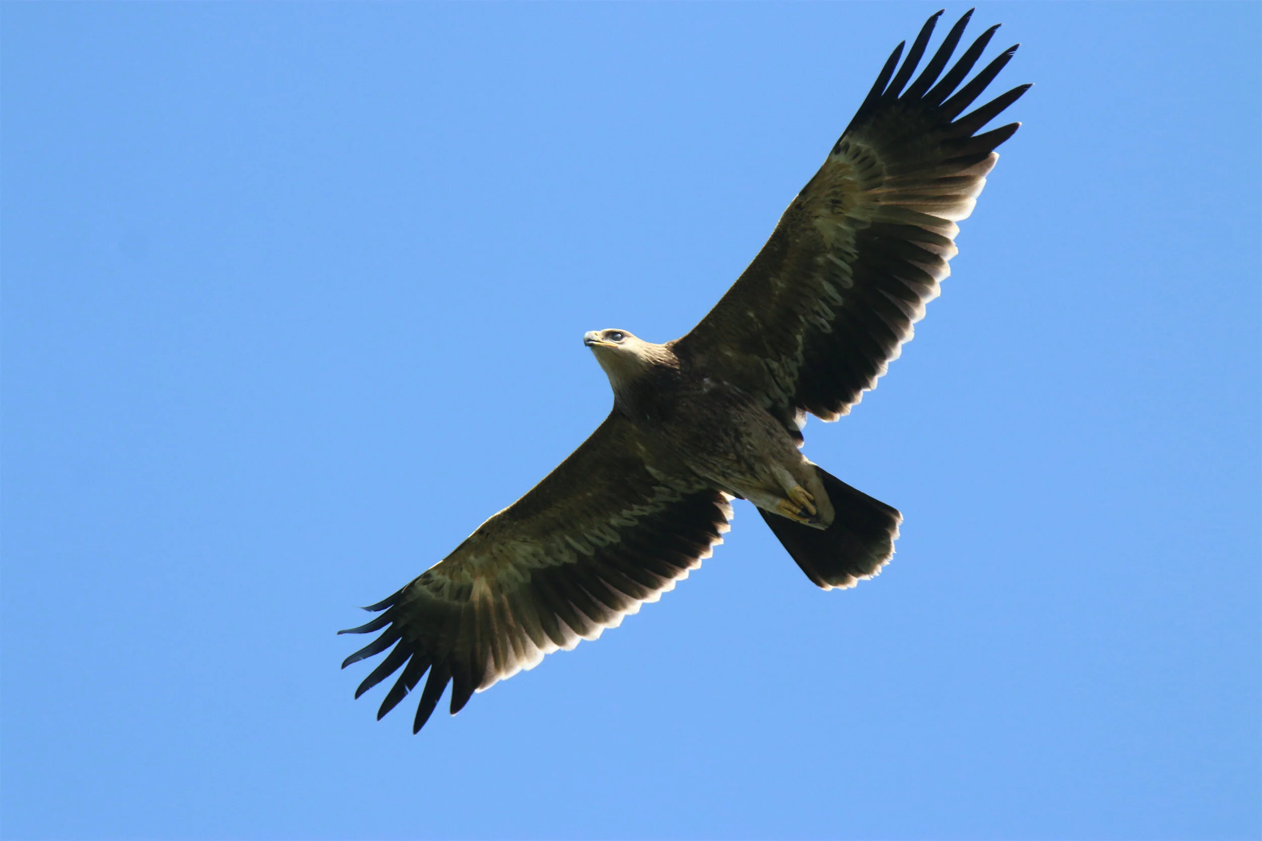 15-09-2015 Imperial overhead