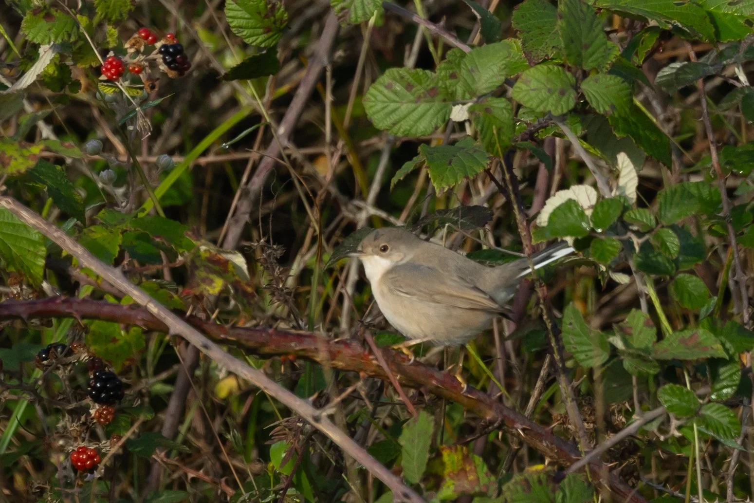 Menetries Warbler. Photo by Filiep T'jollyn.