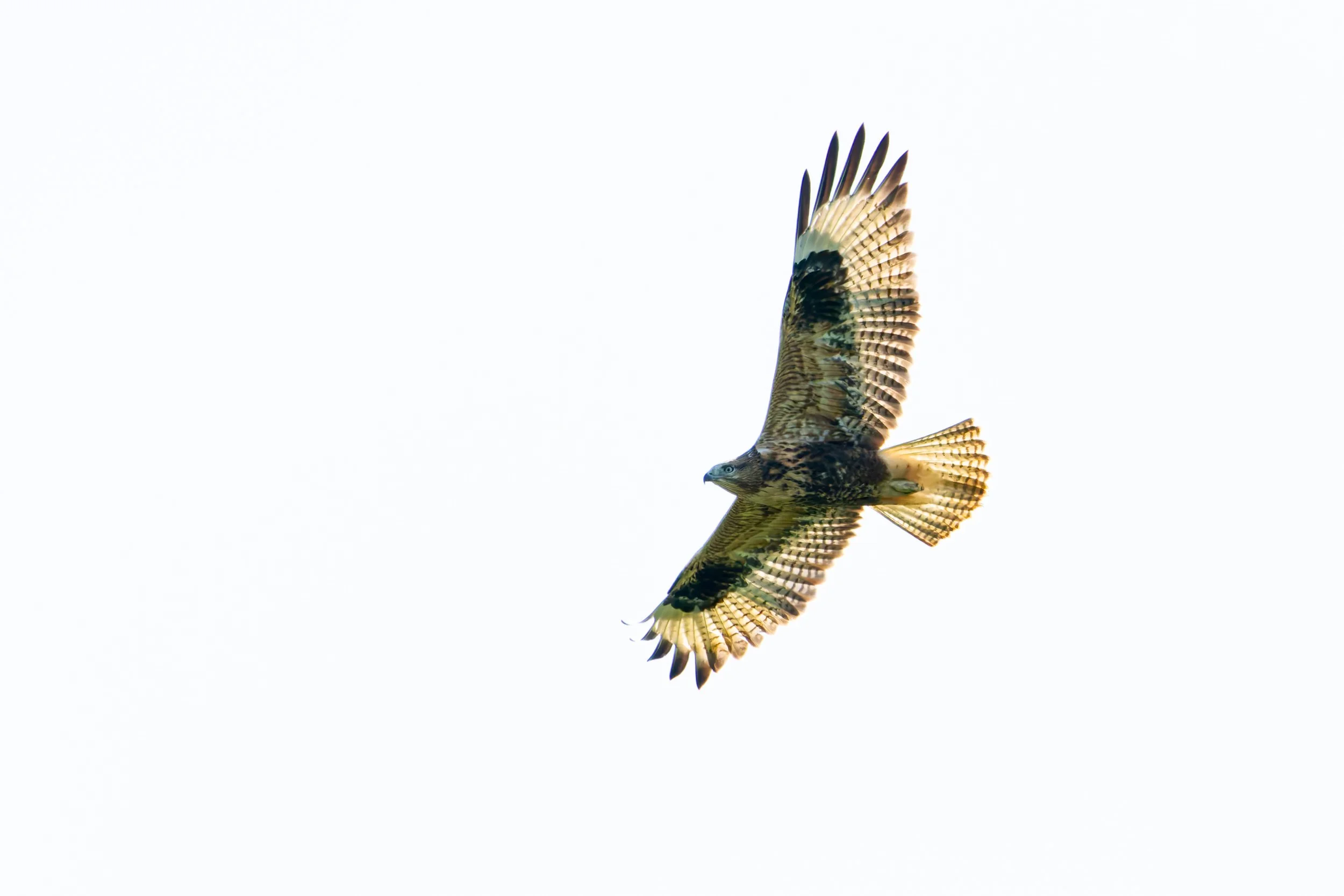 We counted over 400 Long-legged Buzzards this season, providing great opportunities to study their variable plumages. Photo by Eduardo Campo Wals.