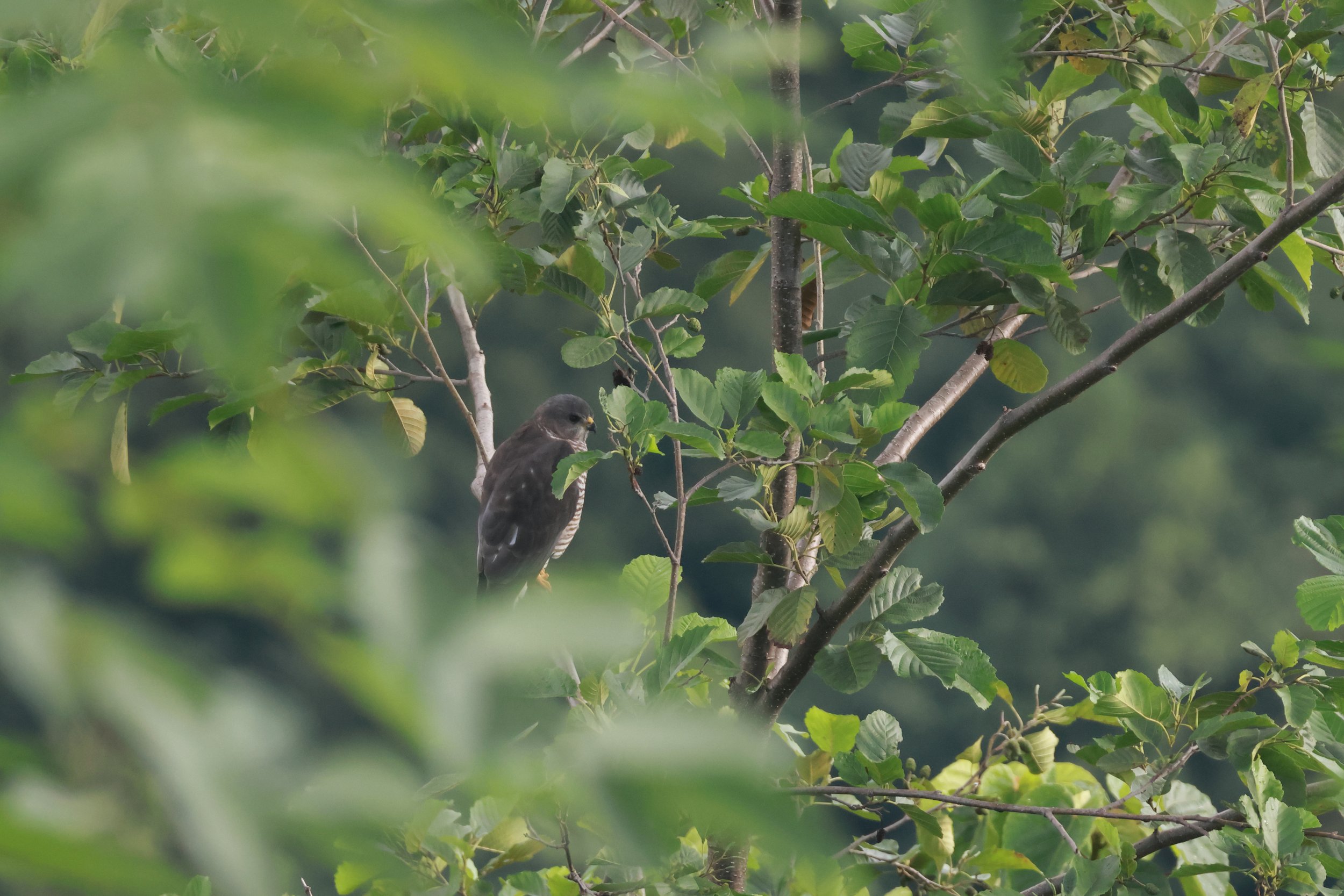 An adult female Levant Sparrowhawk taking a rest near statation1. Photo by Jonathan Meire.