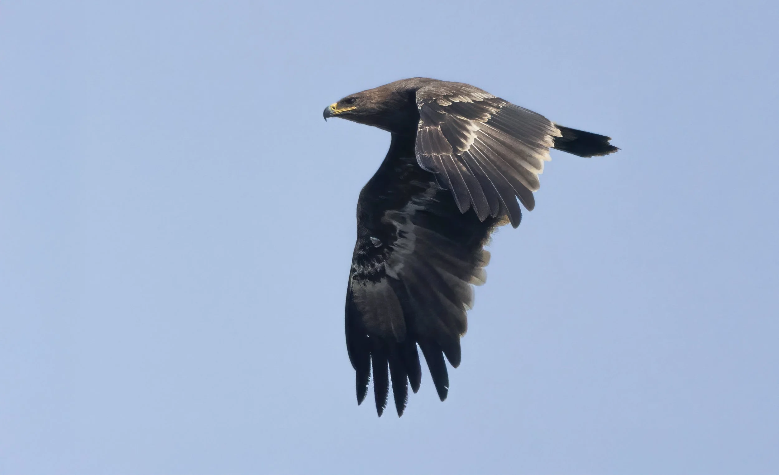One of the giants: an immature Steppe Eagle. Photo by Tom Bovens.