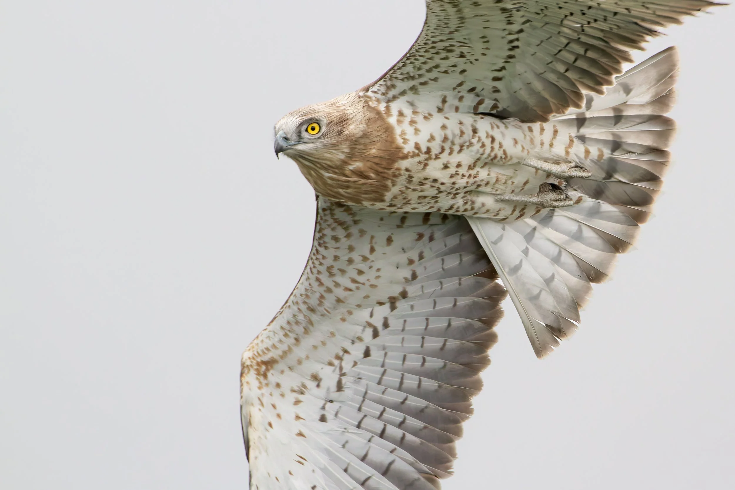 Speaking of close encounters, not much more intense then the piercing eyes of a Short-toed Eagle. Photo by Eduardo Campo Wals. 