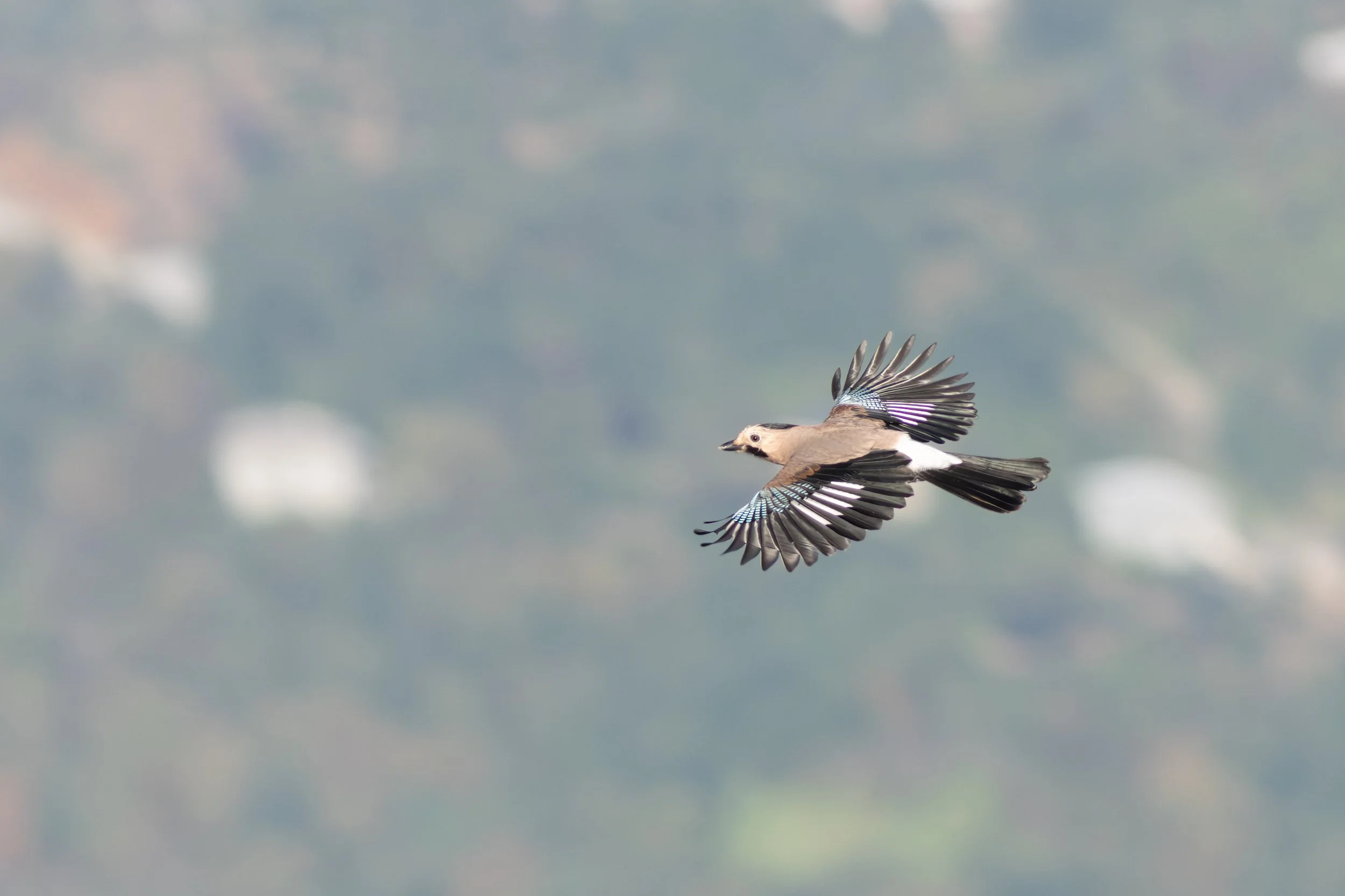 Throughout October we often see large flocks of Eurasian Jays moving bush-to-bush past our stations, note the typical head pattern of the local subspecies (ssp krynickip). Photo by Marc Heetkamp.