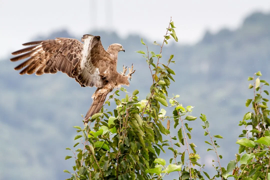 An adult Honey Buzzard decided to take a rest from the flying through bad weather by perching in a tree right in front of us! Photo by Eduardo Campos Wals.