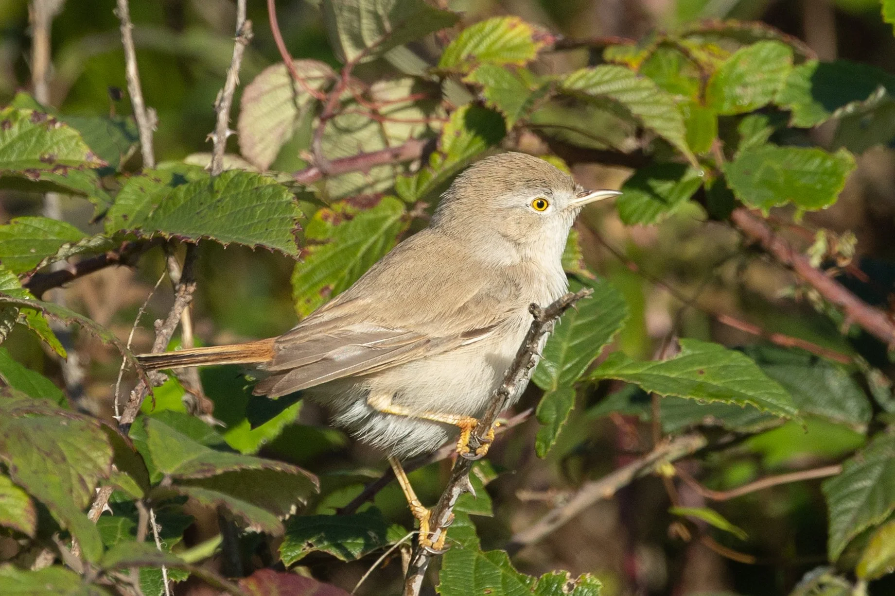 Asian Desert Warbler. Photo by Filiep T'jollyn.