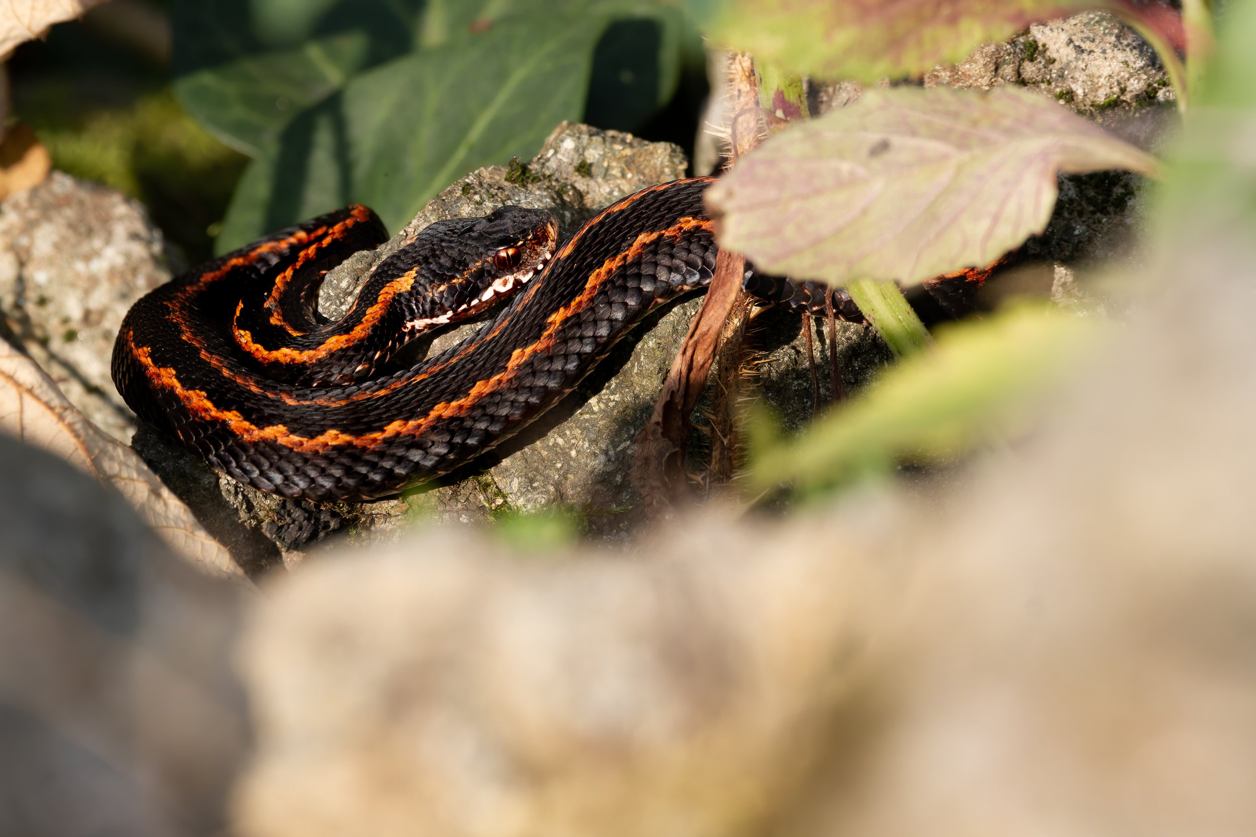 Every season, we have the chance to observe the local, endemic Caucasian Vipers around our stations. Photo by Eduardo Campo Wals.