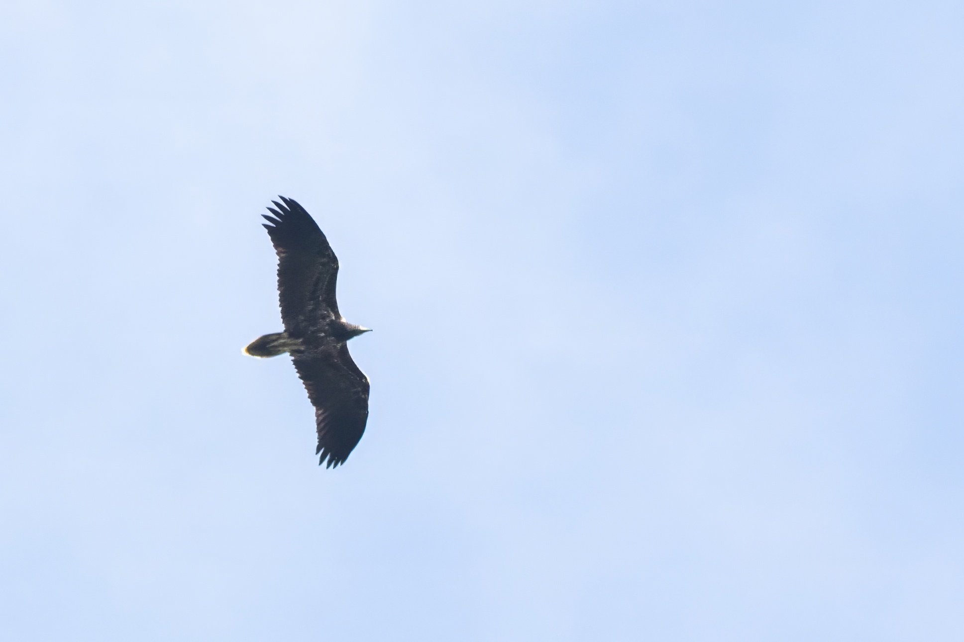 Juvenile Egyptian Vulture cruising over station. Photo by Richard van Vugt.