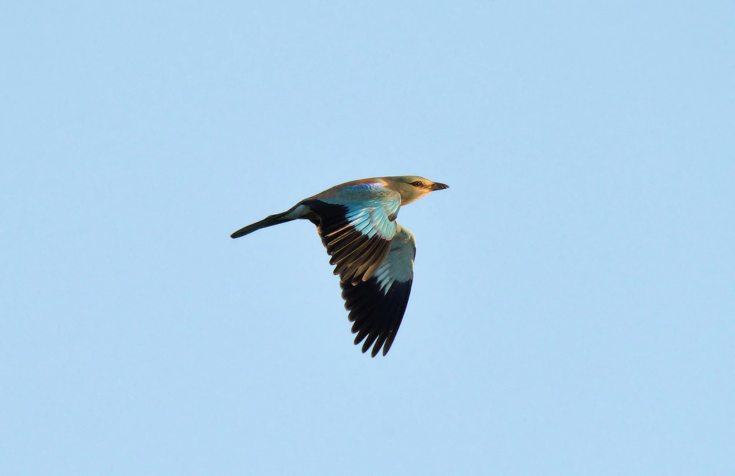 What's better than a European Roller in crisp morning light? Photo by Nikolina Bukovac.