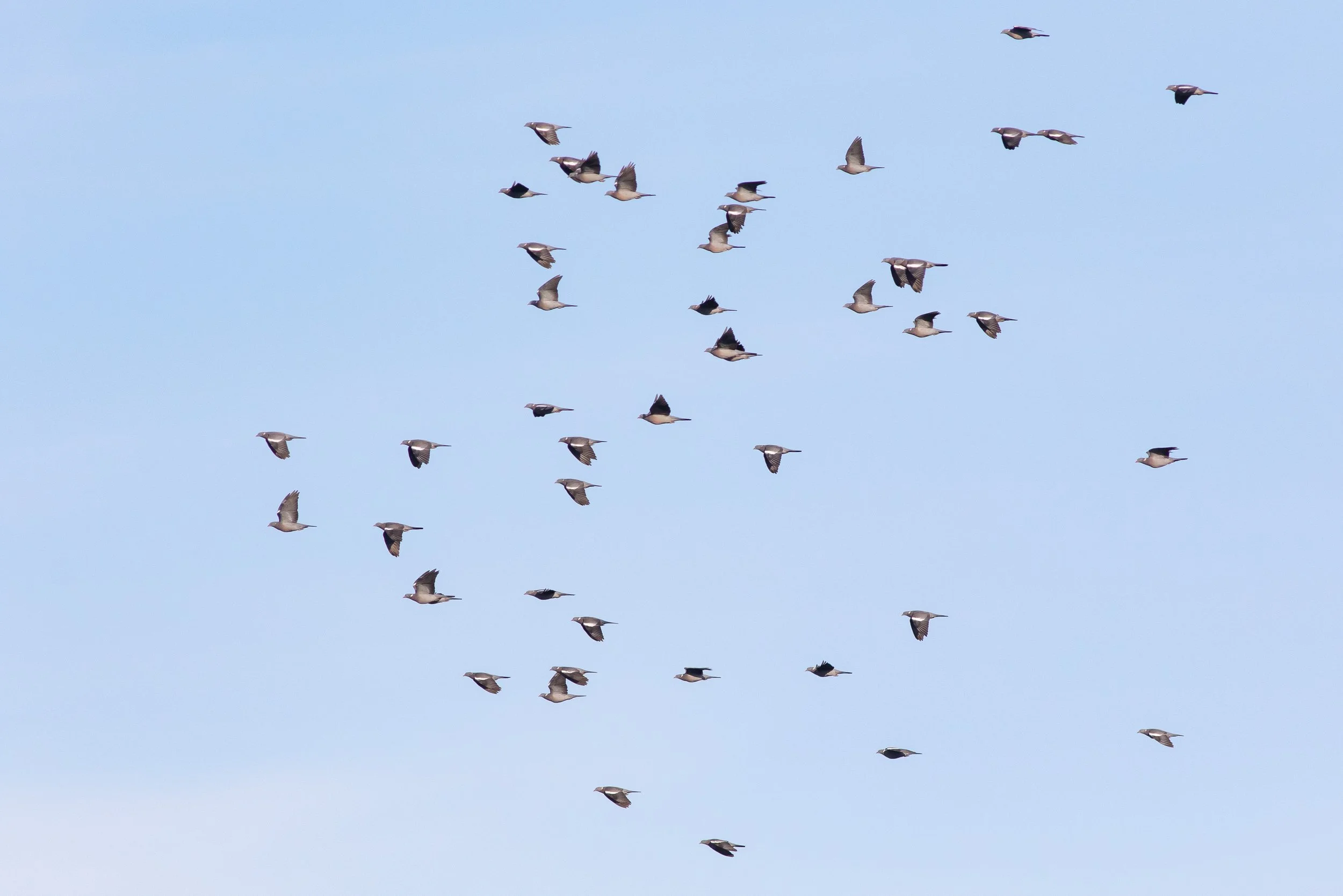 At the end of the season, our counters are often treated to flocks of Wood Pigeons. Although enjoyable, they remain a challenge to count! Photo by Richard van Vugt.