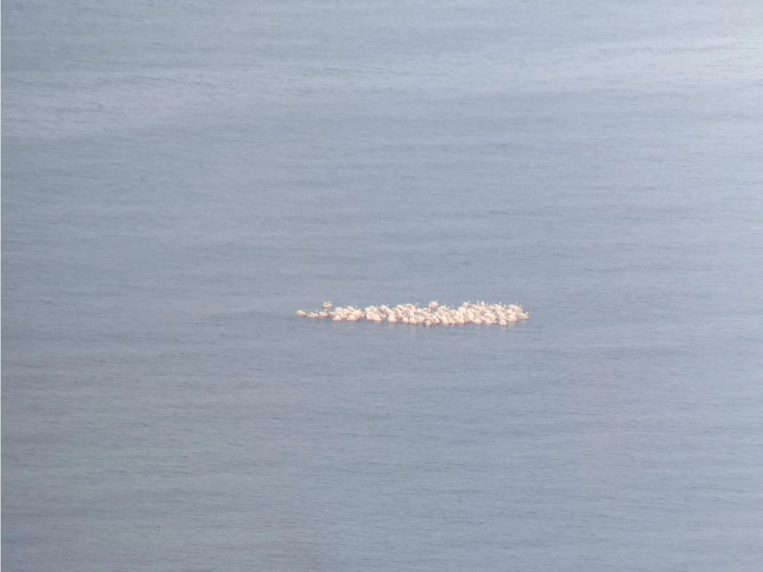 For those wondering what we are looking at here... A flock of Great White Pelicans 'floating' over our transect line — pushing the boundaries of the term 'migratory soaring birds'. Photo by Sander Bruylants.