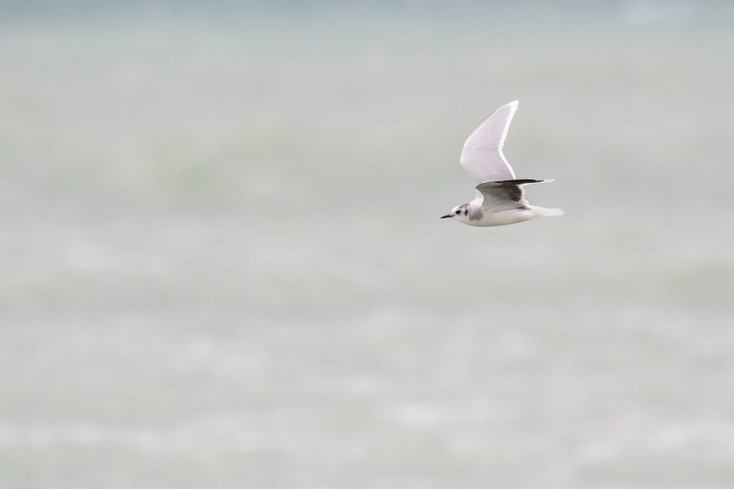 Little Gull. By Eduardo Campo Wals