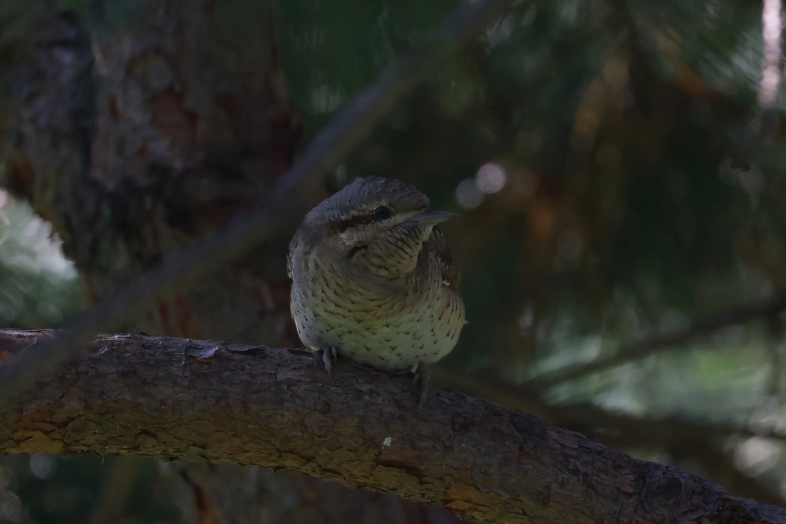 Wryneck. Photo by Jonathan Meire.