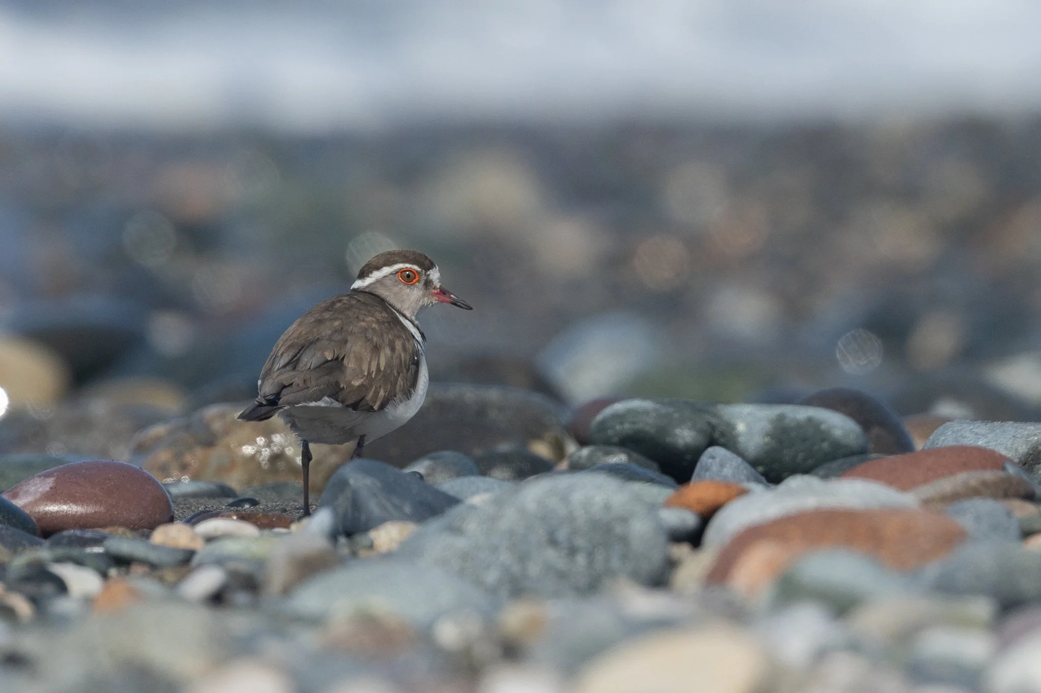 Three-banded Plover. Photo by Filiep T'jollyn.