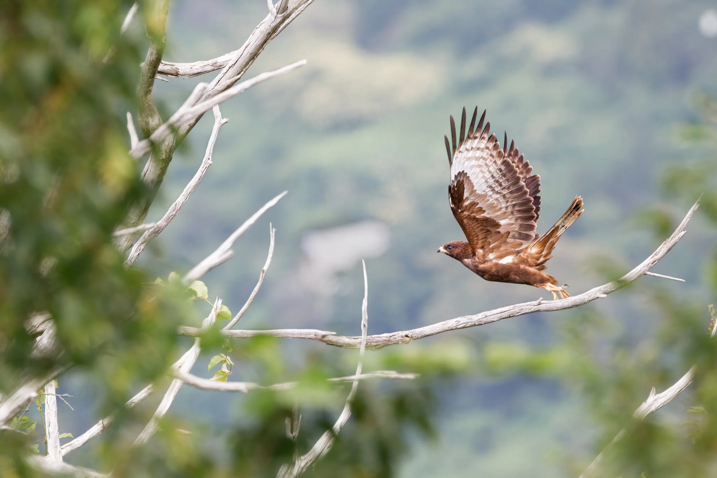 A juvenile Honey Buzzard departing after a quick rest in one of the dead trees around Station 2. Photo by Eduardo Campo Wals.