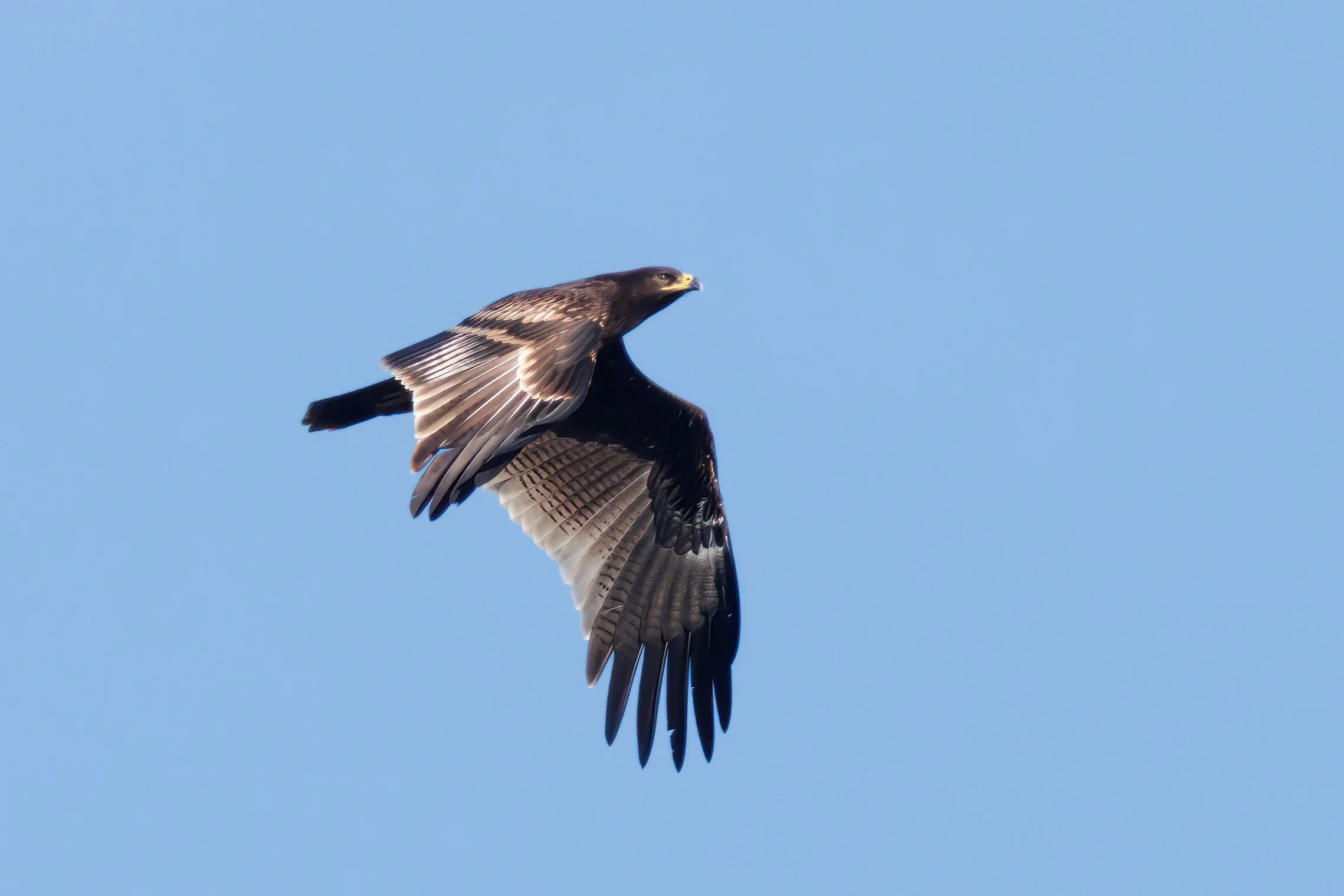 Not many birds or plumages are prettier than a juvenile Greater Spotted Eagle. Photo by Marc Heetkamp.