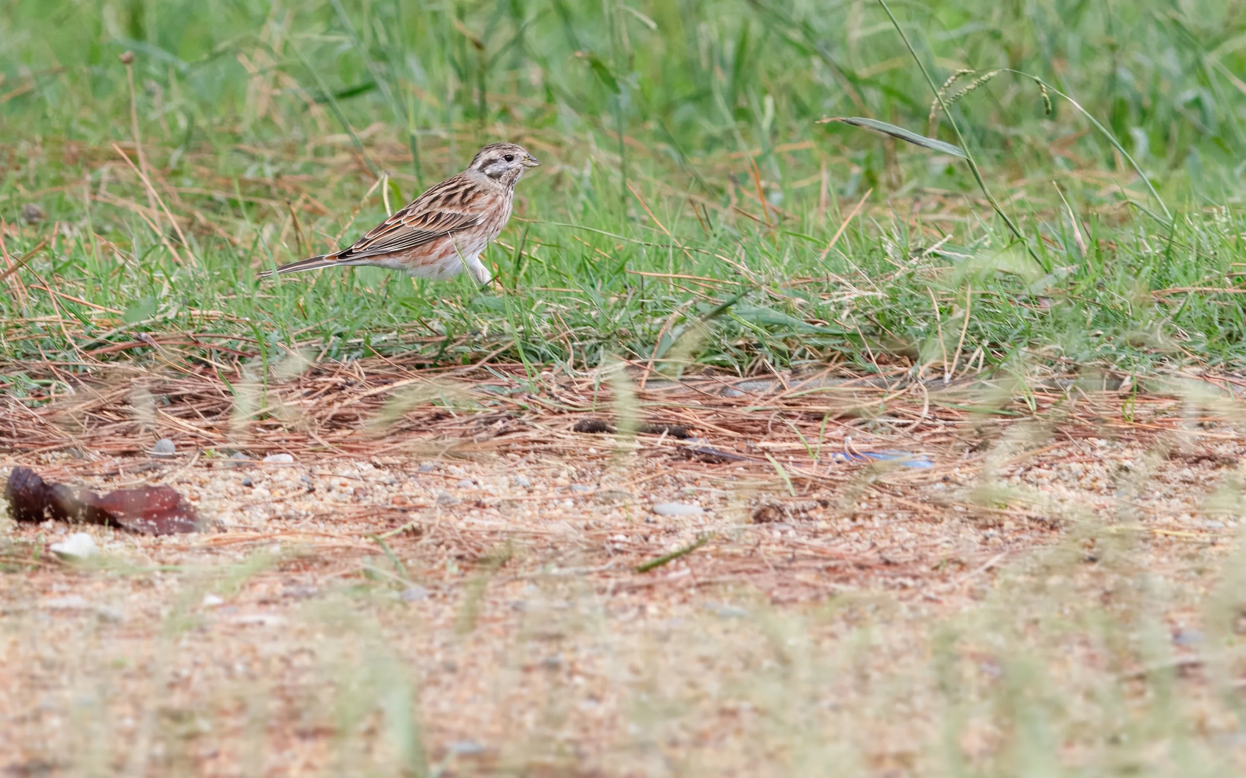 Pine Bunting. Photo by Tohar Tal.